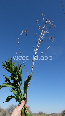 pepperweed, perennial
